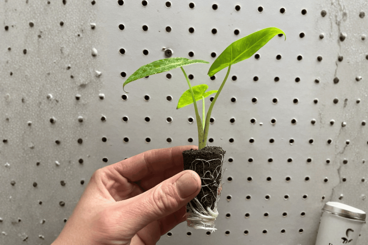 Alocasia Lutea Starter Plants (2) | Alocasia macrorrhizos ‘Lutea’