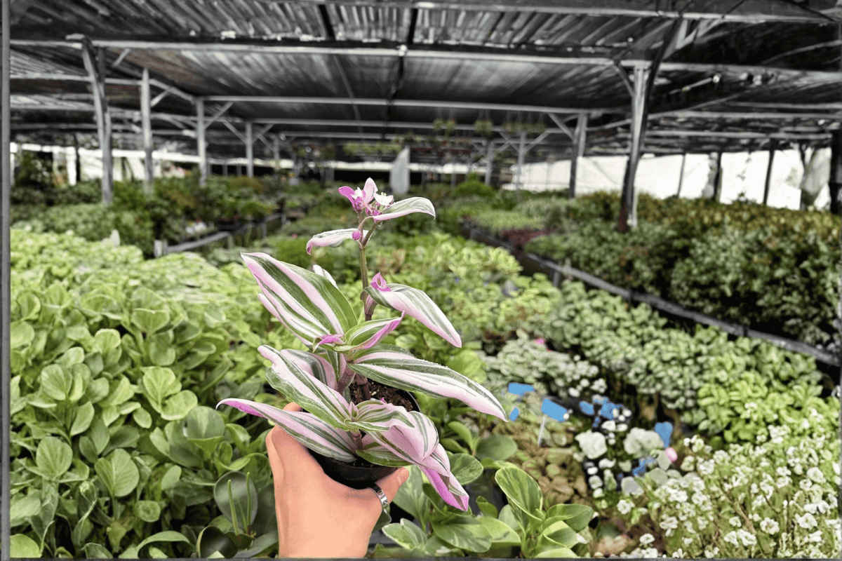 Tradescantia Nanouk - 2 Exact Live Plants in 4-Inch Pots