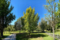 Golden Dawn Redwood Ogon Metasequoia glyptostroboides 1 Year Grafted Tree - 10"