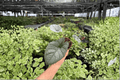 Alocasia reginae | 2 Live Plants in 4-Inch Pots – Exact Plants