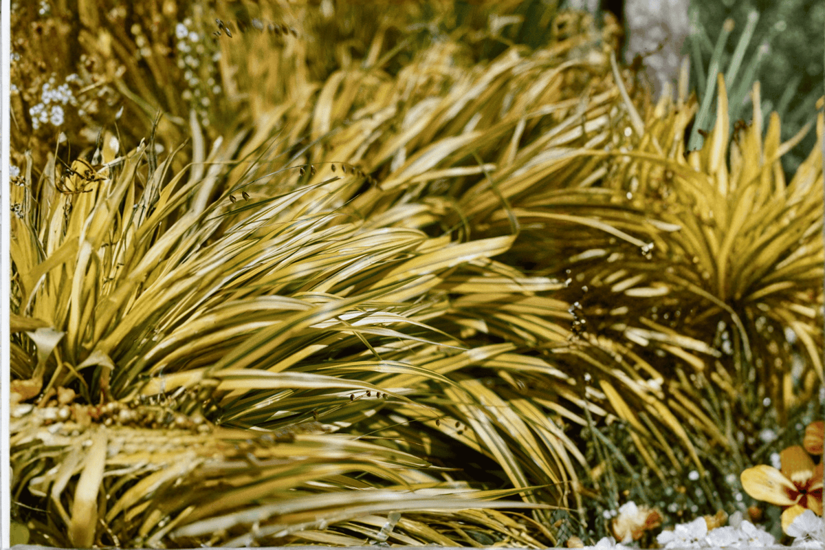 Golden Variegated Sweet Flag Acorus gramineus ‘Ogon’ | 4-Inch Pot Live Plant