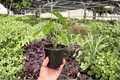 Alocasia Corazon Live Plants — 2 In 4-Inch Pots | Exact Plants Pictured
