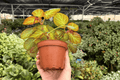 Begonia Manaus - 2 Live Plants in 4-Inch Pots, Potted