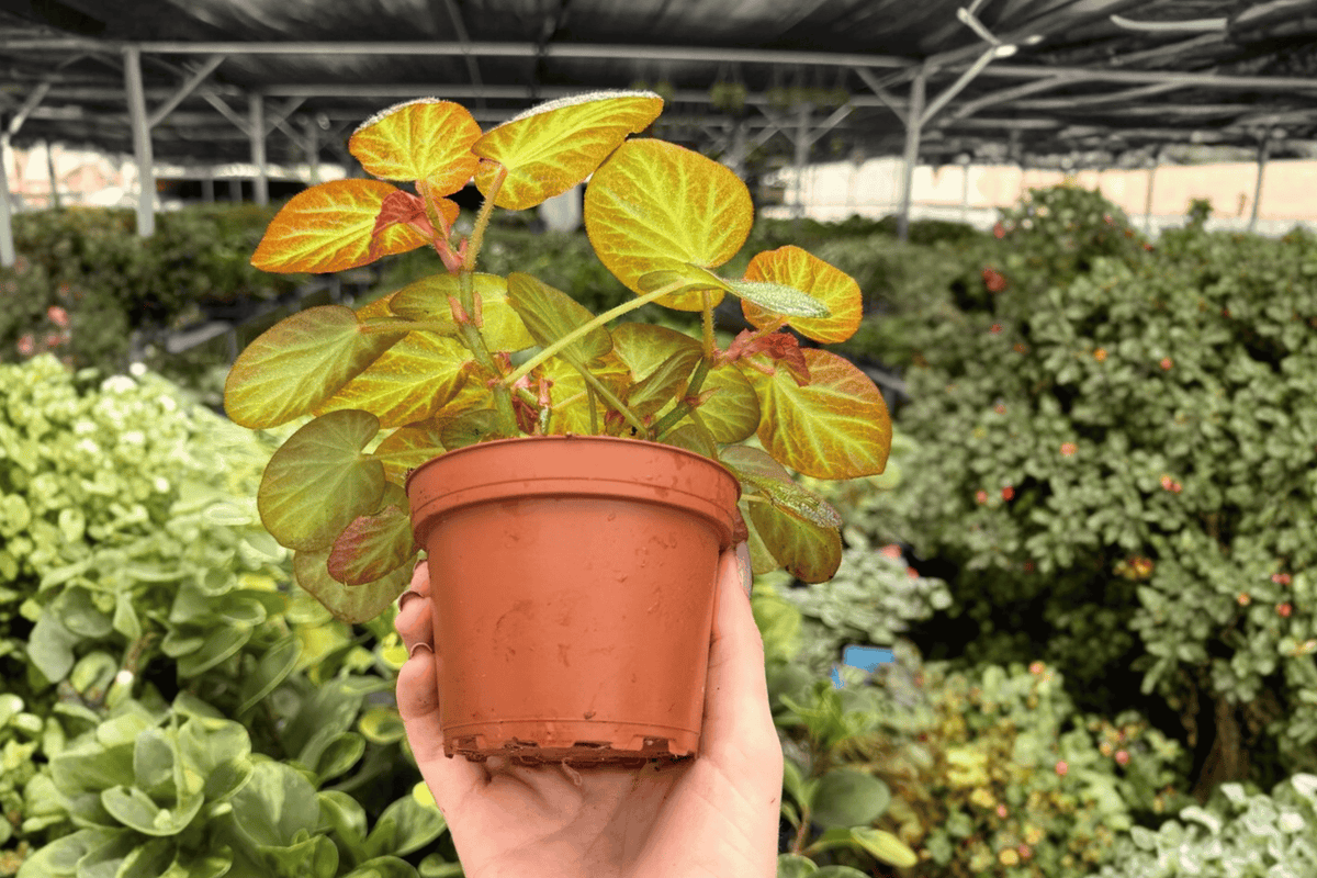 Begonia Manaus - 2 Live Plants in 4-Inch Pots, Potted