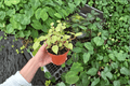 Variegated Cupid Peperomia Peperomia scandens 'Variegata' - 2 Live Plants, 4-Inch Pots