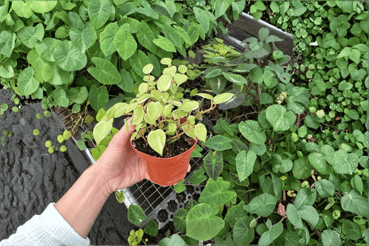 Variegated Cupid Peperomia Peperomia scandens 'Variegata' - 2 Live Plants, 4-Inch Pots