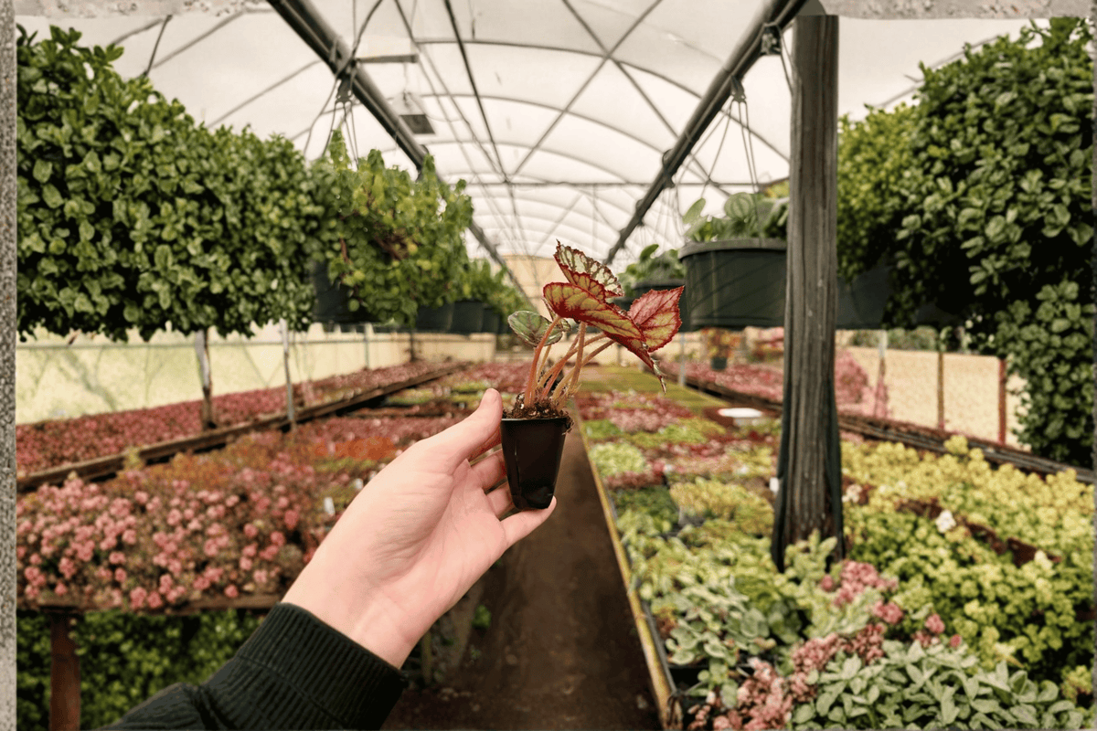 Steve's Leaves 'Fang' Begonia Starter Plants - 2 Bare Root