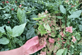 Syngonium Mango Allusion Live Starter Plants – 2 Pack (Syngonium podophyllum)