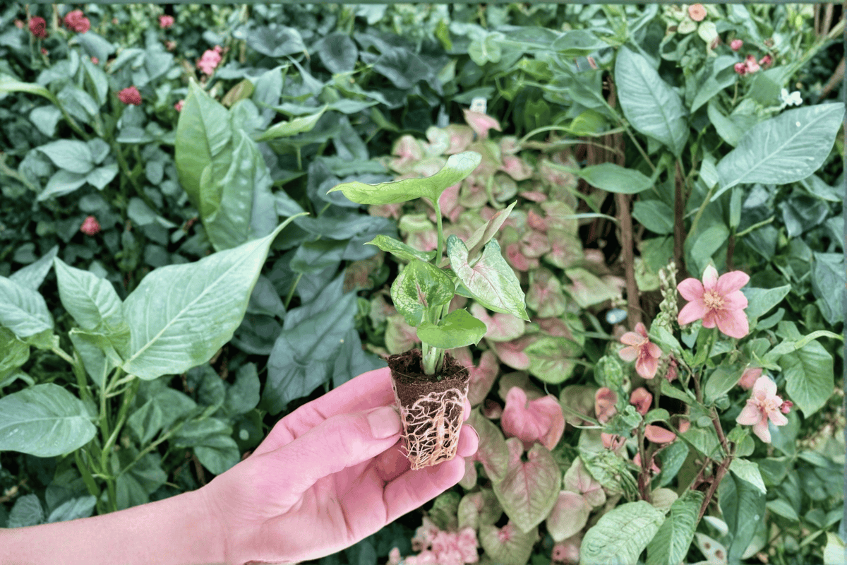 Syngonium Mango Allusion Live Starter Plants – 2 Pack (Syngonium podophyllum)