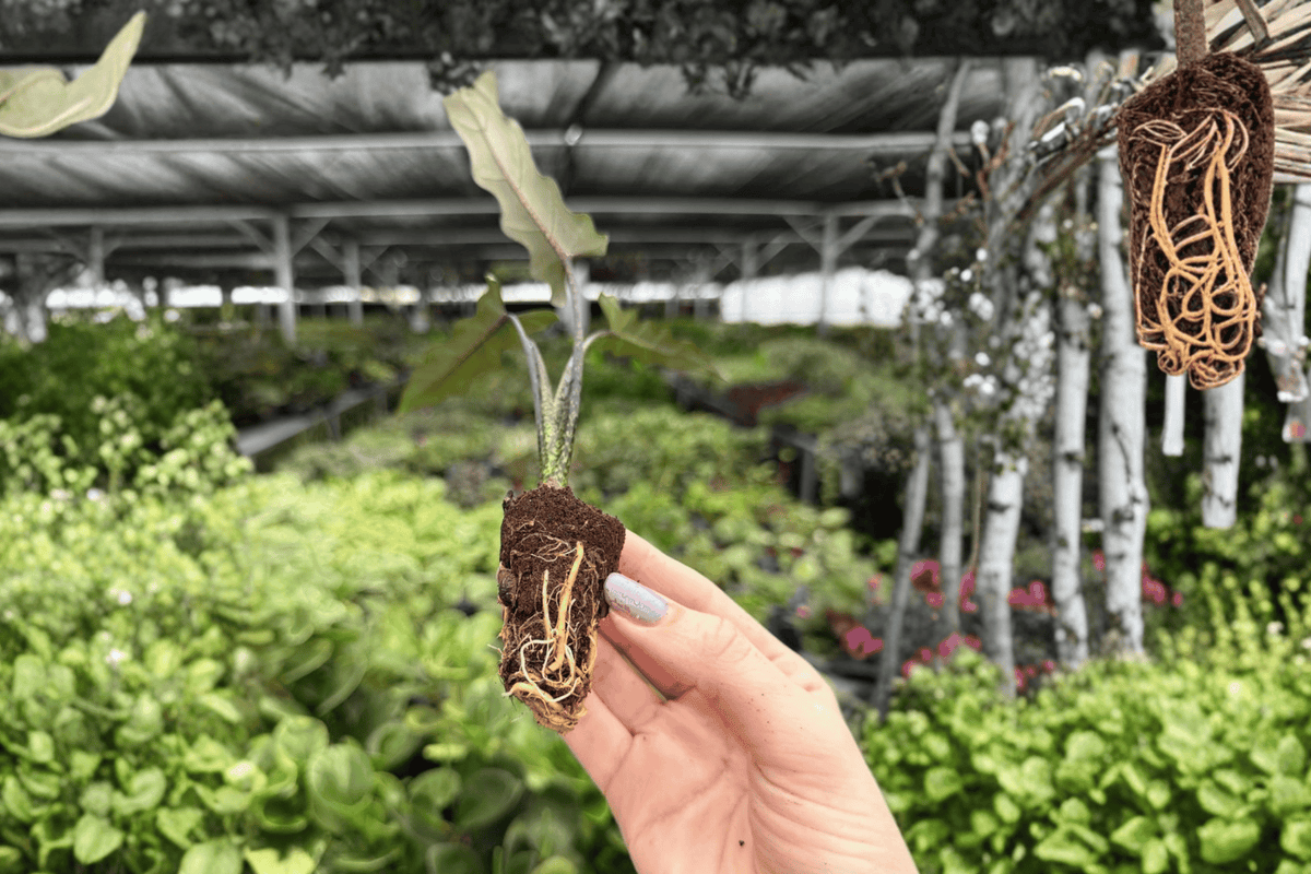 Alocasia Lauterbachiana Starter Plants (2) - Plugs, Exact Plants