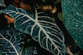 Amazonia Alocasia (Alocasia × amazonica) Live Plant – 2 ft Tall, No Pot