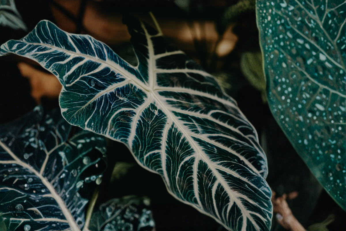 Amazonia Alocasia (Alocasia × amazonica) Live Plant – 2 ft Tall, No Pot