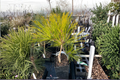 Aurea Japanese Red Pine Pinus densiflora ‘Aurea’ – 12-Inch Live Plant in 1-Gallon Pot