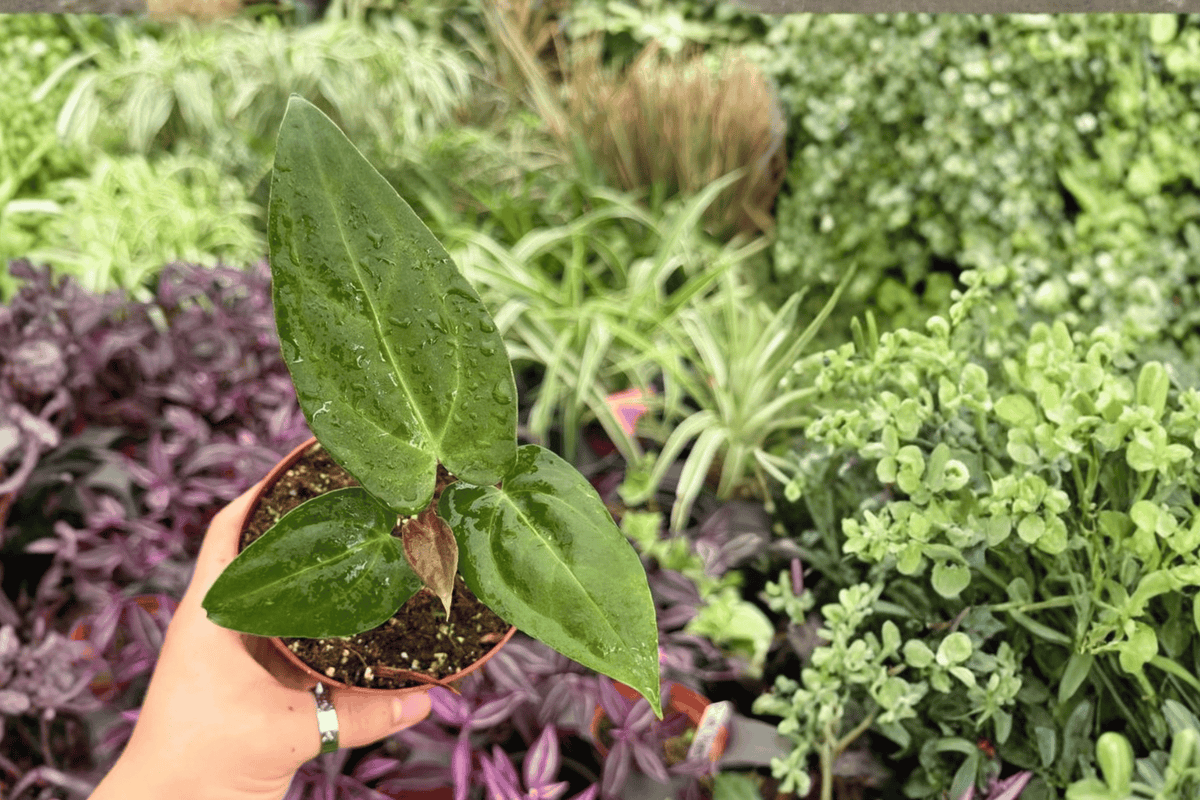 Anthurium FS x Ferrari (Fort Sherman Hybrid) - 2 Live Plants in 4" Pot