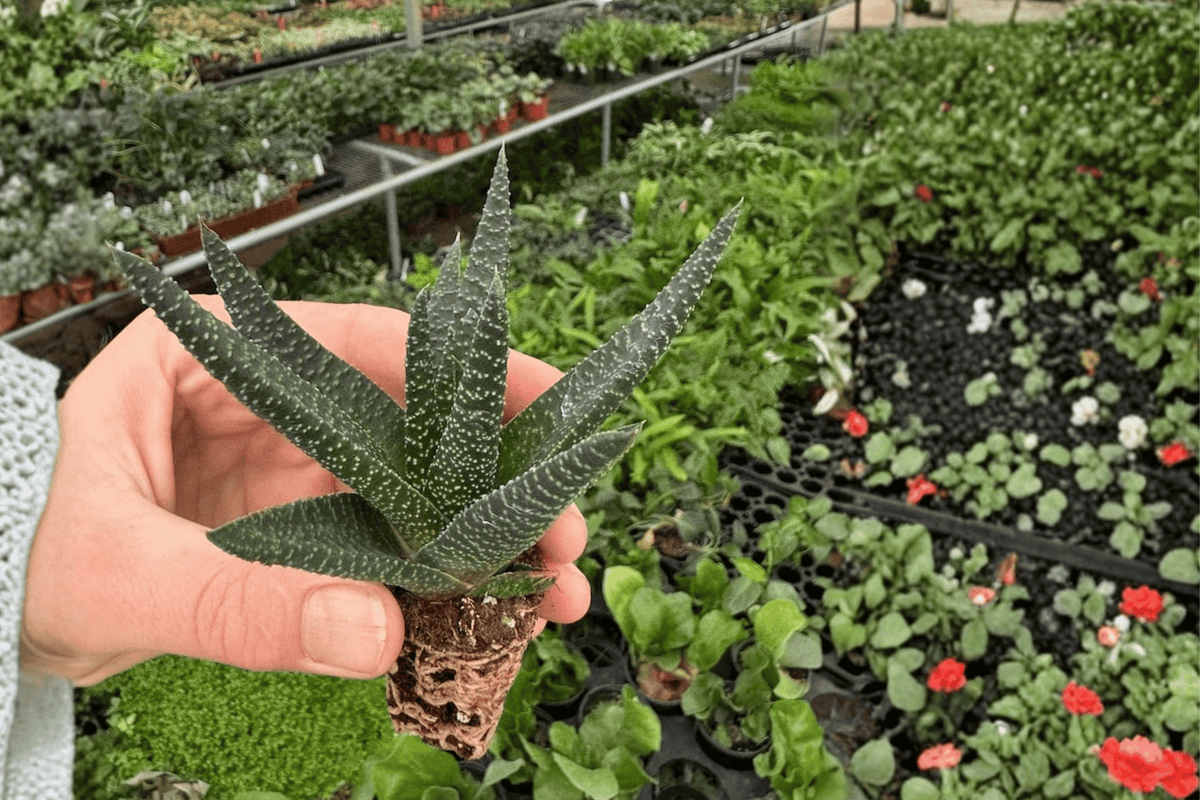 Haworthia Royal Highness Starter Plants – 2-Pack, Bare Root with Protected Soil Pods