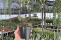 Philodendron Red Heart 2 Live Plants in 4-Inch Pots | Fully Established Roots