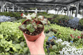 Begonia Harmony’s Cherry Bomb - 2 Live 4-Inch Pots (Exact Plants) - Indoor Ornamental Begonia