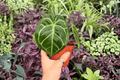 Anthurium MBR × Red Hu - 2 Live Plants, 4-Inch Bare Root