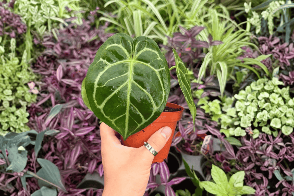 Anthurium MBR × Red Hu - 2 Live Plants, 4-Inch Bare Root