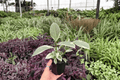 Ficus elastica ‘Tineke’ 2 Live Plants in 4-Inch Pots | Variegated Rubber Plant