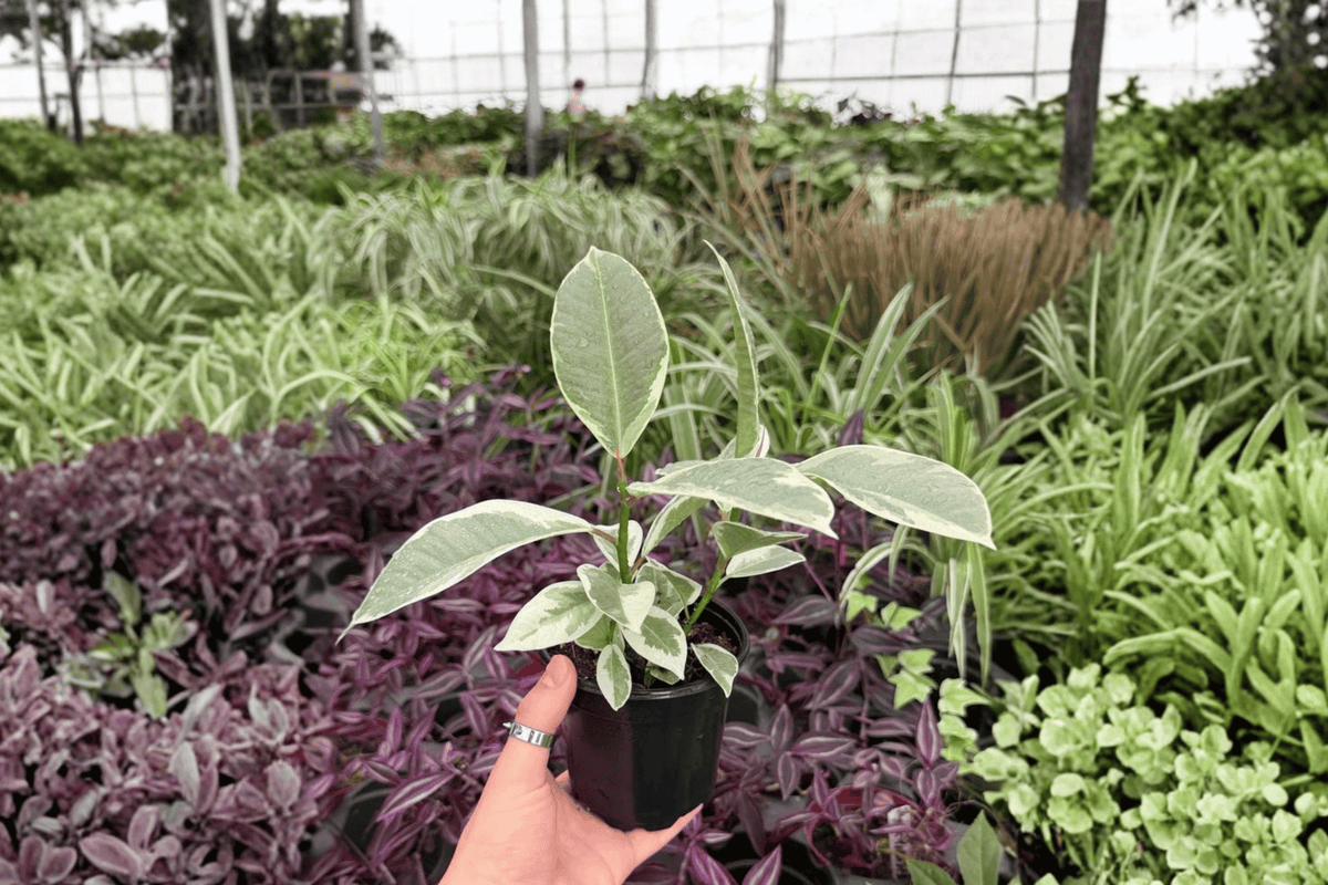 Ficus elastica ‘Tineke’ 2 Live Plants in 4-Inch Pots | Variegated Rubber Plant