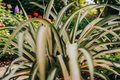 Variegated Spider Plant (Chlorophytum comosum ‘Variegatum’) — Live Plant in 4-Inch Pot