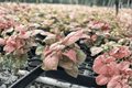 Syngonium Regina Red Starter Plants (2) | Unrooted Cuttings in 2" Pots