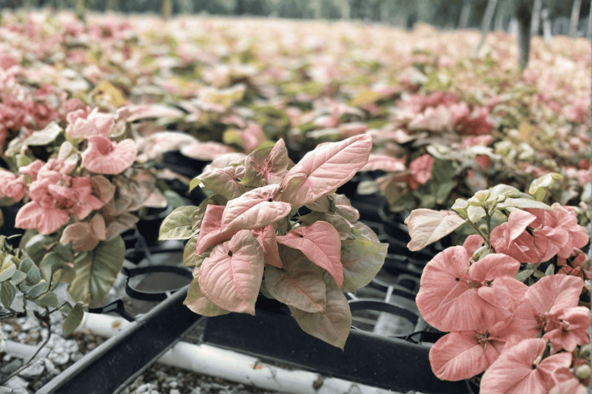 Syngonium Regina Red Starter Plants (2) | Unrooted Cuttings in 2" Pots