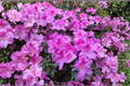 Formosa Azalea Cuttings (Rhododendron 'Formosa') - 3 Live 6-Inch Lavender Azalea Cuttings