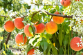 Hale Haven Peach Tree - Semi-Dwarf Air Layered Live Plant, 3–4 ft tall