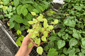 Variegated Cupid Peperomia (Peperomia scandens 'Variegata') - 2 Live Plants in 4-Inch Pots