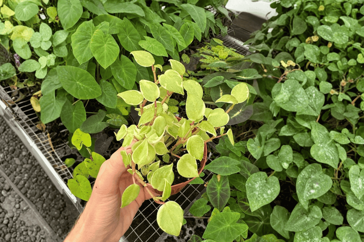 Variegated Cupid Peperomia (Peperomia scandens 'Variegata') - 2 Live Plants in 4-Inch Pots