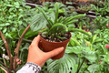 Rhipsalis sulcata - 2 Live Plants, Exact Specimens, 4" Pot (Conflicting Pot Info)