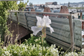 Bearded Iris Avanelle Rhizome 3 Pack | Yellow Spring Blooms #1 Grade