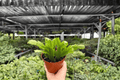 Christmas Cactus Schlumbergera — 2 Bare-Root Live Plants, 4-Inch Size (Schlumbergera spp.)