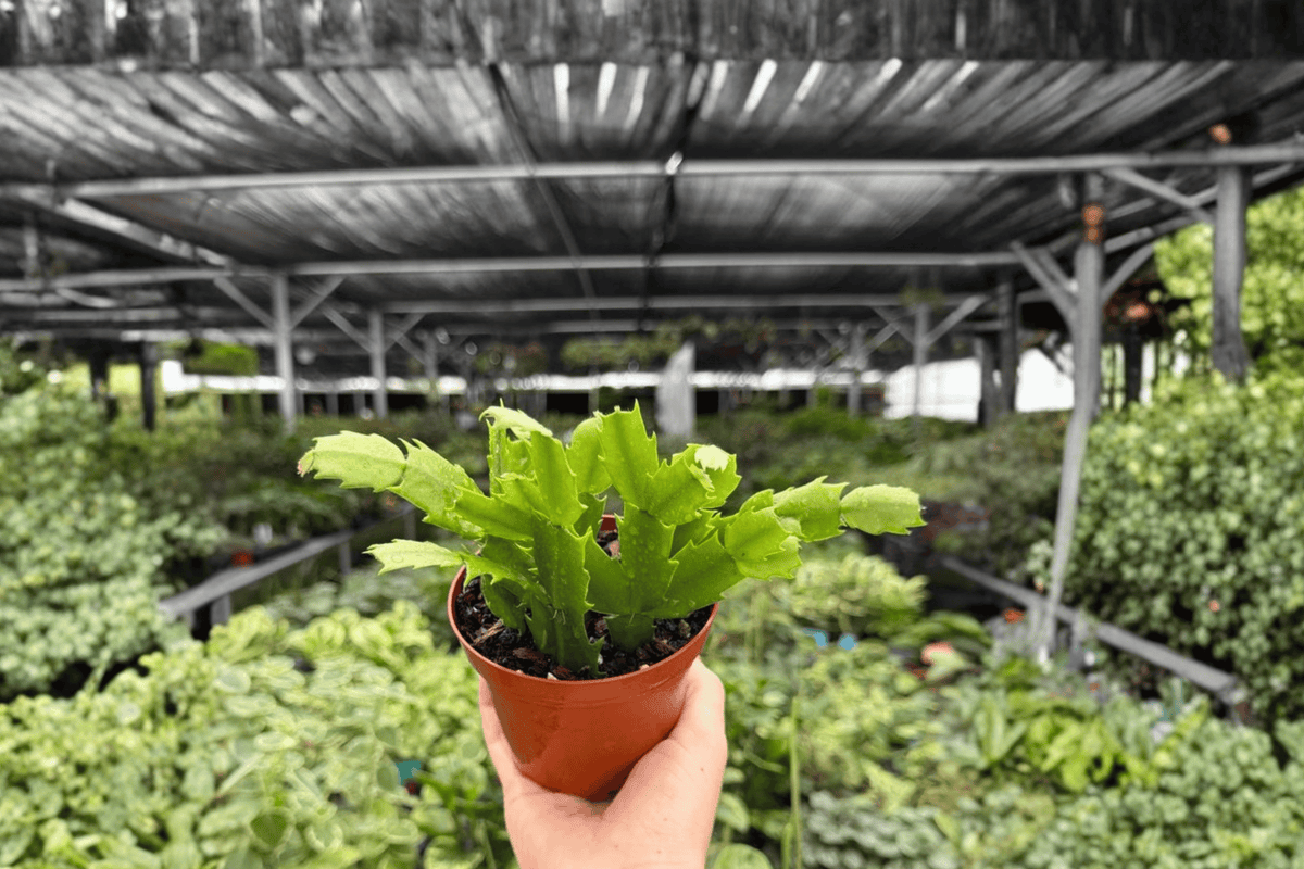 Christmas Cactus Schlumbergera — 2 Bare-Root Live Plants, 4-Inch Size (Schlumbergera spp.)