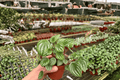 Watermelon Peperomia (Peperomia argyreia) - 2 Live Plants in 4'' Pots