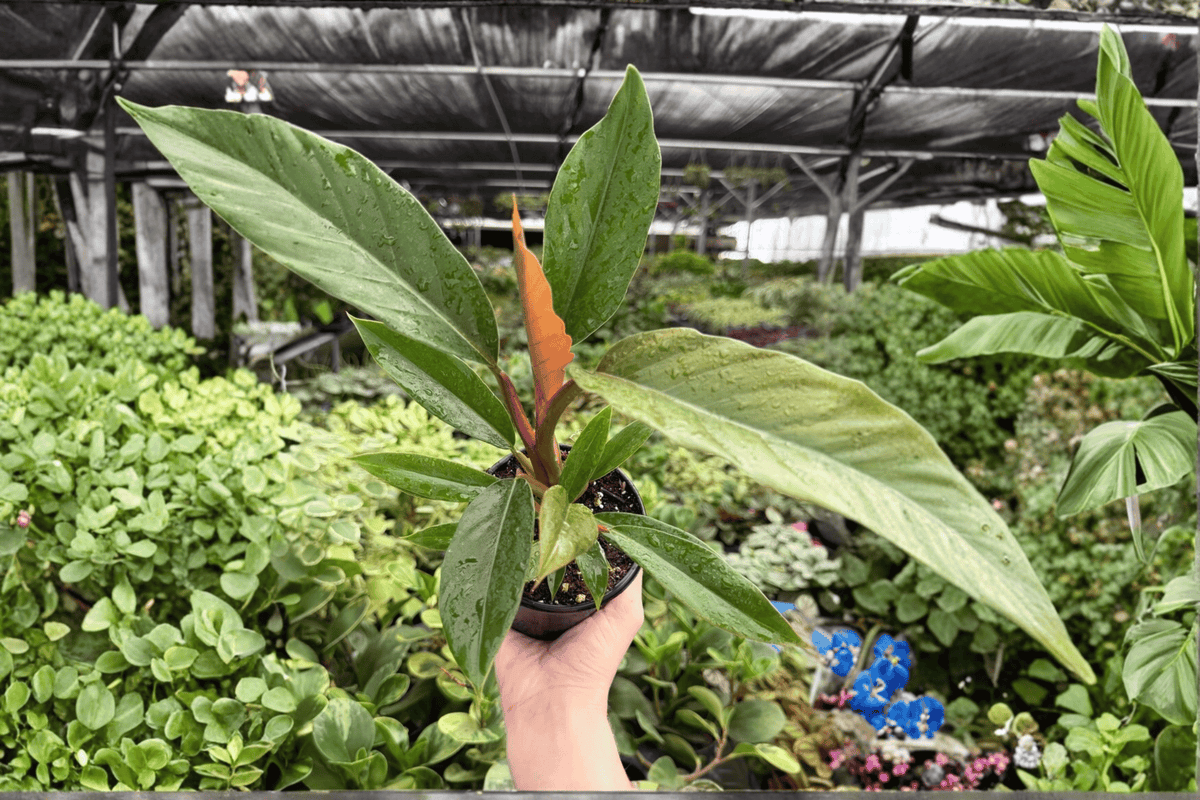 Philodendron Pluto ‘Choco Empress’ - 2 Live 4-Inch Pots (Exact Plants)