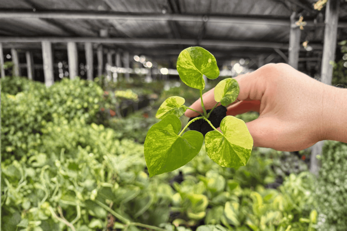 Philodendron Selloum Aurea Starter Plants (2) | Thaumatophyllum bipinnatifidum 'Aurea' in Propagation Plugs