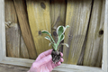 Hosta Patriot Starter Plants (2) Bare Root | Variegated Hosta Patriot
