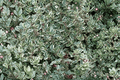 Silver Thyme Argenteus - Thymus vulgaris | 1 Live Plant in 4-inch Pot