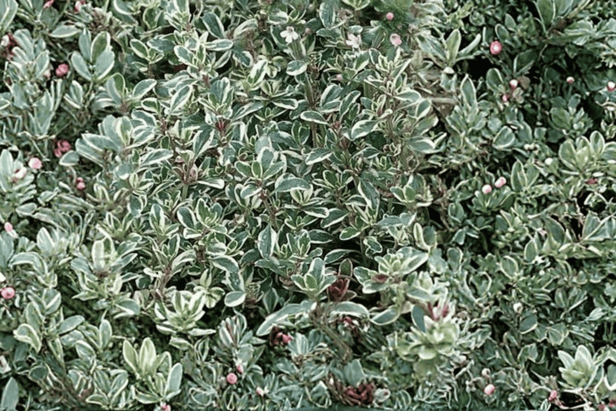 Silver Thyme Argenteus - Thymus vulgaris | 1 Live Plant in 4-inch Pot