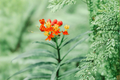 Apollo Orange Native Milkweed Starter Plant (Asclepias tuberosa) – One Live Plant