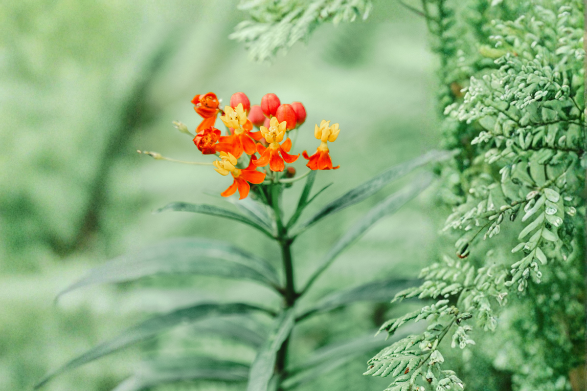 Apollo Orange Native Milkweed Starter Plant (Asclepias tuberosa) – One Live Plant