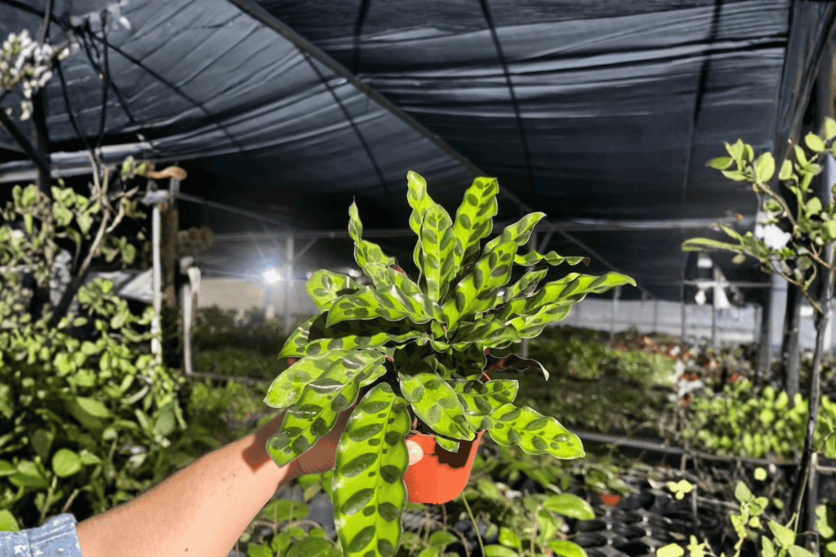 Calathea Lancifolia 'Rattlesnake' Goeppertia insignis - 2 Live Plants in 4-Inch Pots