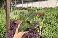 Anthurium Hoffmanii x MBR – 2 Exact Live Plants in 4" Pots