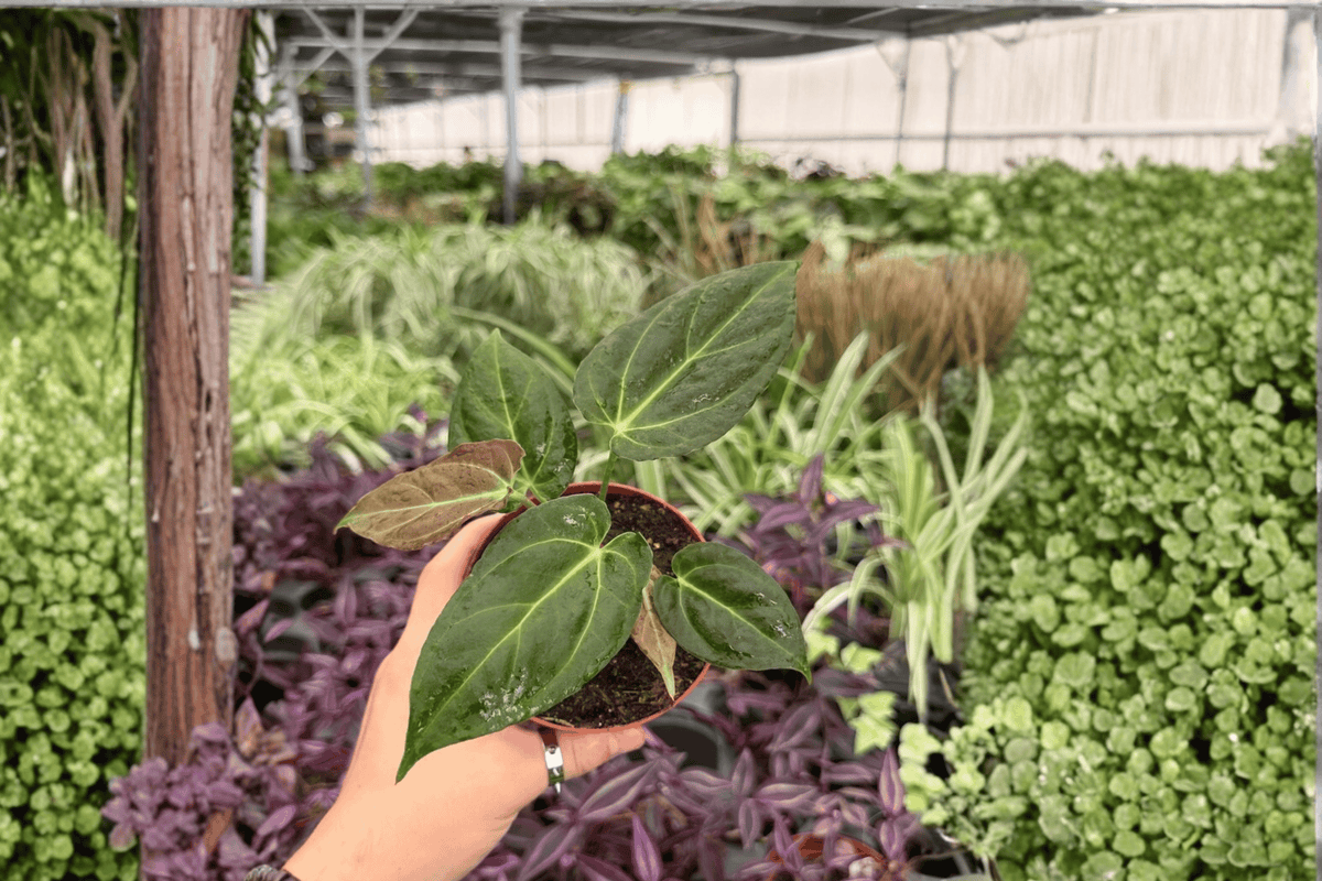Anthurium Hoffmanii x MBR – 2 Exact Live Plants in 4" Pots