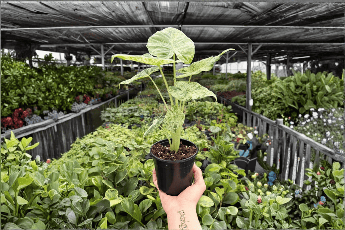 Alocasia odora 'Batik Snow' Variegated Live Plant — 4-Inch Pot (2 Plants)