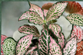 Pink Fittonia Nerve Plant - Rooted Pink Veined Fittonia albivenis Live Houseplant