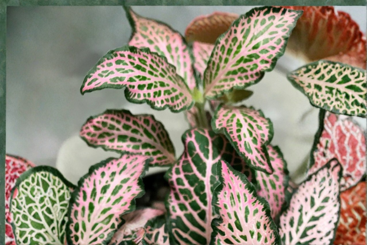Pink Fittonia Nerve Plant - Rooted Pink Veined Fittonia albivenis Live Houseplant